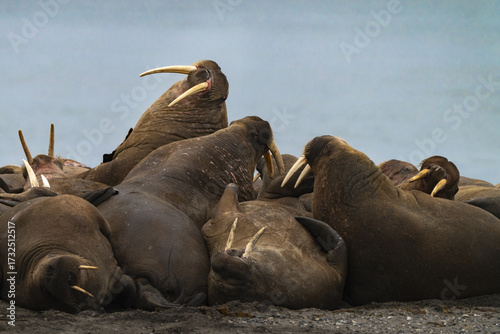 View of a group of walruses basking in the soft light, their ivory tusks gleaming against their dark, leathery skin on the shore, Longyearbyen, Svalbard, Svalbard and Jan Mayen.