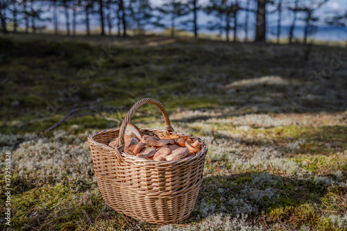 Wicker Basket Full of Fresh Wild Mushrooms (Boletus Edulis and Lactarius Deliciosus) on Moss at Baltic sea coast