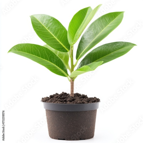 Green Indoor Plant in Brown Pot with Soil and Vibrant Leaves