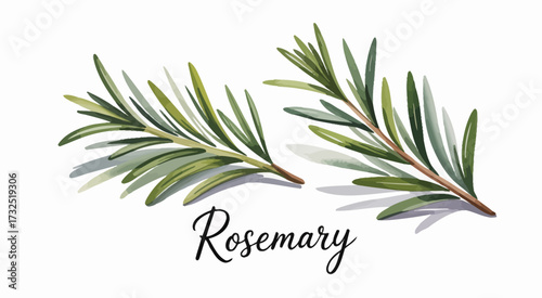 An artistic display of rosemary leaves captures the vibrant hues and textures of this herb, making it a delightful addition to any culinary or botanical collection.