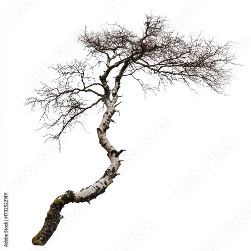 Sturdy Curved Birch Tree with Bare Branches on White Background