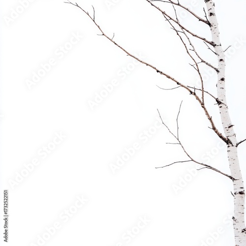 Minimalist White Birch Tree Branch Against Bright White Background