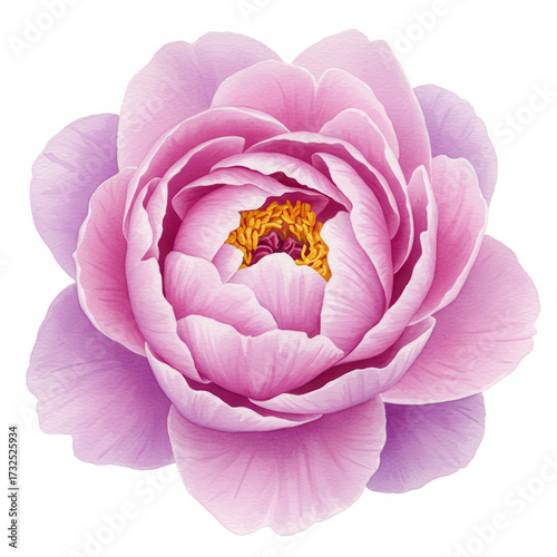 Watercolor peony blossom with delicate pink petals and golden stamens isolated on white background