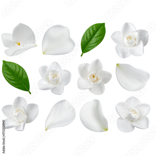 PNG Real gardenia flower petals leaves. 