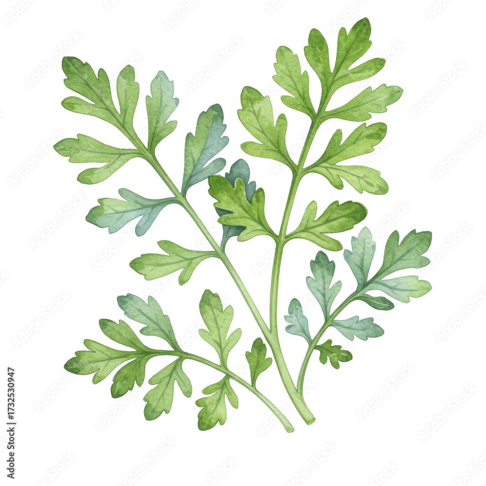 Fototapeta premium Watercolor artemisia absinthium sprigs with delicate green and blue-gray toned leaves isolated on white background