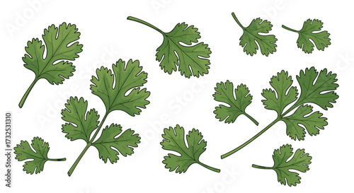 Detailed hand-drawn set of fresh green cilantro leaves, a botanical svg vector illustration of the aromatic culinary herb isolated on transparent background.