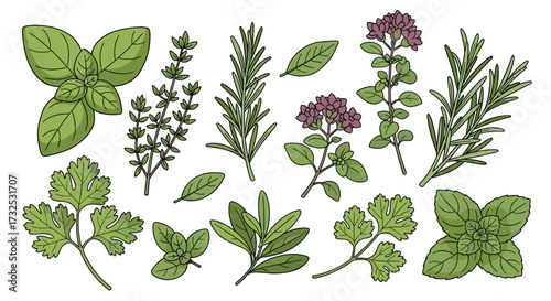 A hand-drawn vector illustration set of fresh culinary herbs like rosemary, basil, thyme, and oregano, isolated on transparent background for food design.