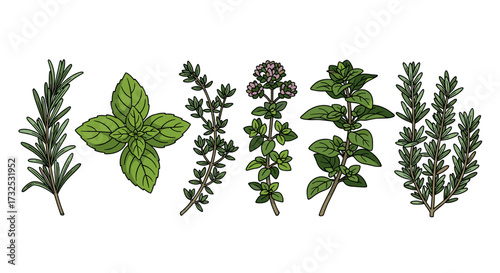 Culinary herbs set with rosemary, mint, thyme, and oregano. Hand-drawn botanical vector illustration collection isolated on transparent background for food.