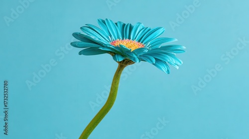 Blue daisy isolated on light blue background