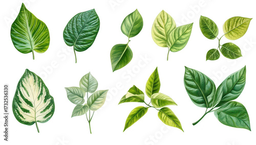 A collection of various green leaves their unique shapes. textures. and colors. set against a clean white background. ideal for nature-themed designs or educational materials