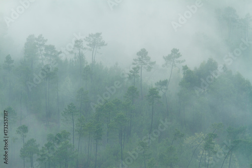 Forest in the Peneda Geres National Park, Portugal