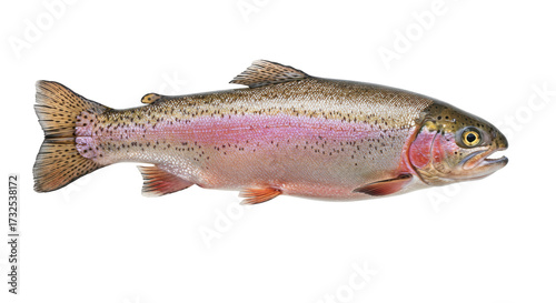 Rainbow trout isolated on transparent background, freshwater fish with colorful iridescent skin and black spots, popular game fish for sport fishing