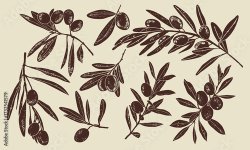 Set of  various olive branches with fruits and leaves. Hand-drawn botanical elements perfect for packaging design, labels, natural cosmetics. Isolated objects
