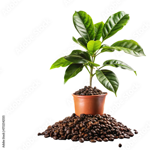 A young coffee plant grows from rich soil and coffee beans