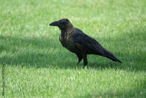 the house crow (Corvus splendens)