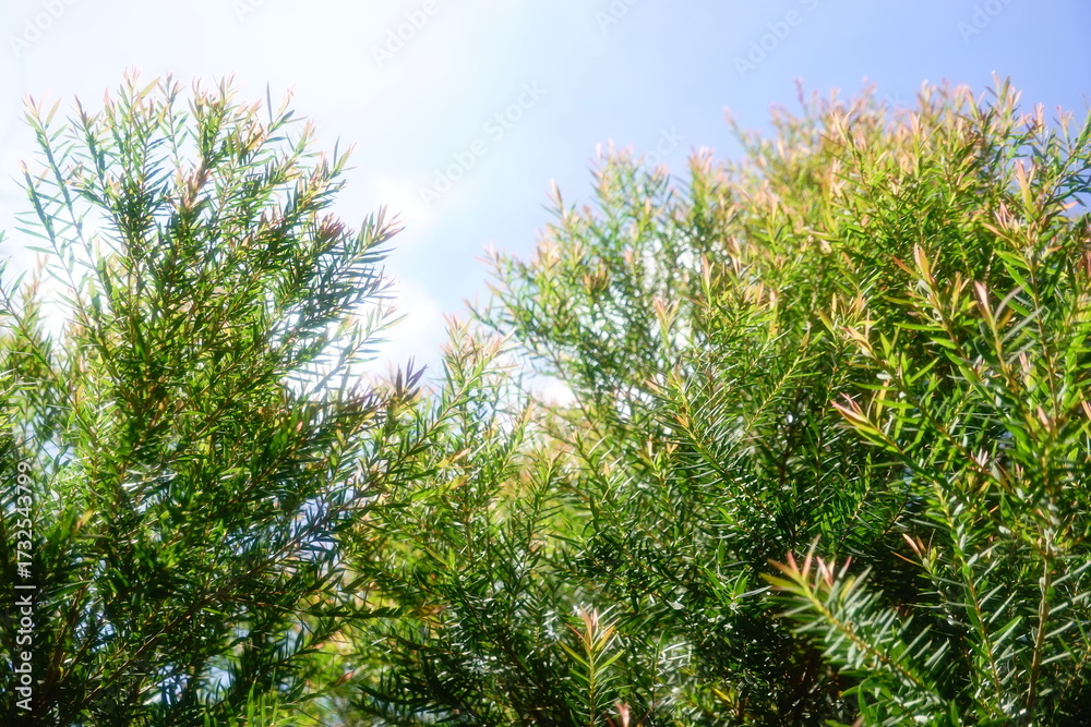 Obraz premium Melaleuca bracteata macro leaves small world