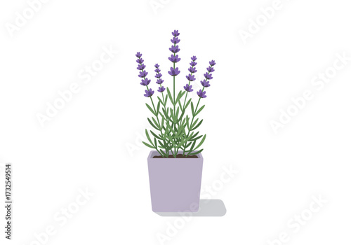 Lavender Plant in a Pot Home Decor.