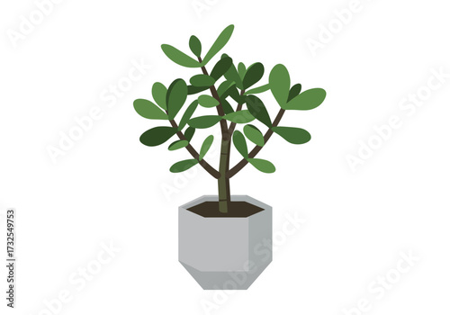 Jade Plant in Geometric Pot Home Decor.