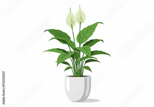 Peace Lily Houseplant in White Pot.