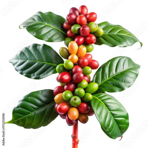 Wallpaper Mural A vibrant coffee branch displaying various stages of cherry ripening Torontodigital.ca