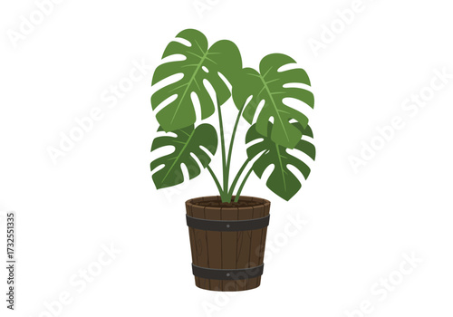 Monstera deliciosa houseplant in a pot.