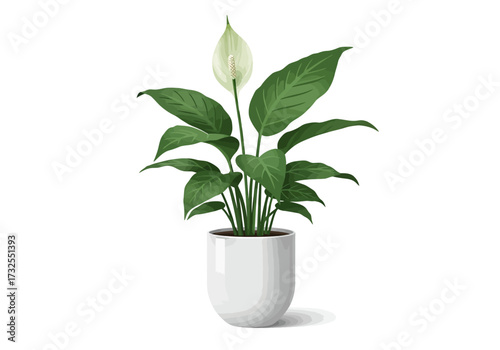 Peace Lily Houseplant in White Pot.