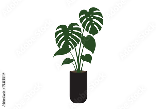 Monstera deliciosa houseplant in a black pot.