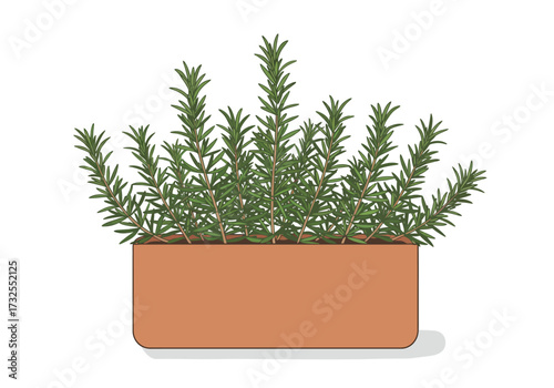 Rosemary plant in a terracotta pot.