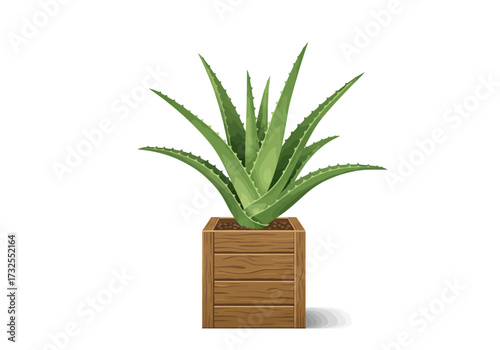 Aloe Vera Plant in Wooden Pot.