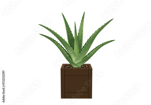 Aloe Vera Plant in Brown Square Pot.