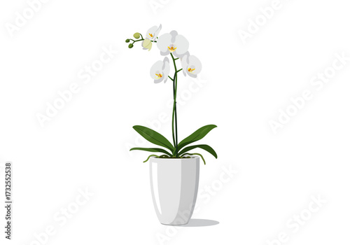 Elegant White Phalaenopsis Orchid in Pot.