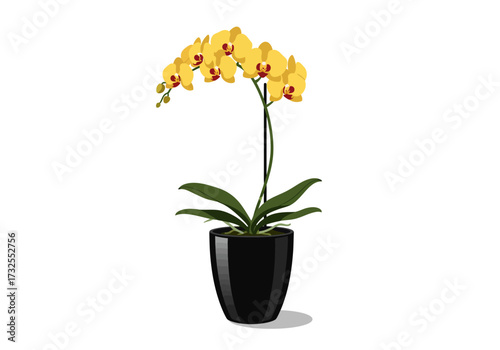 Yellow Phalaenopsis Orchid in Black Pot.