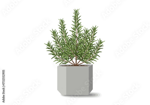 Rosemary plant in a gray hexagonal pot.