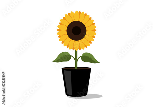 Sunflower in a Black Pot Bright Yellow.