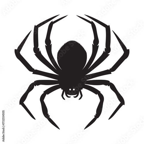 spider isolated on white background