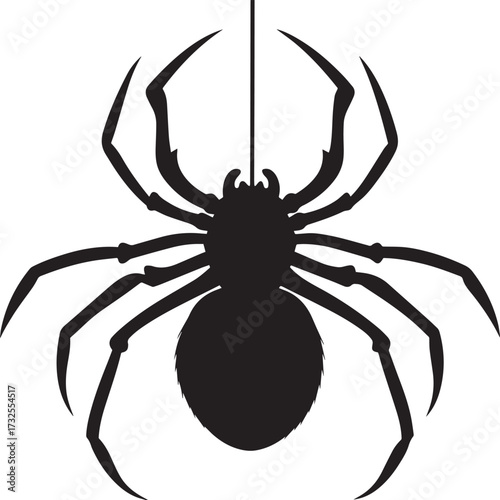 spider isolated on white background