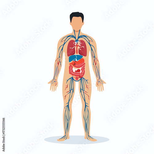 Illustration of a human male body with visible internal organs and circulatory system on a white background.