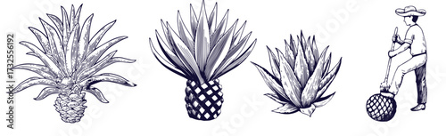 Hand drawn illustration in engraving style. Agave plant and and farmer with agave root. Vector black and white sketch