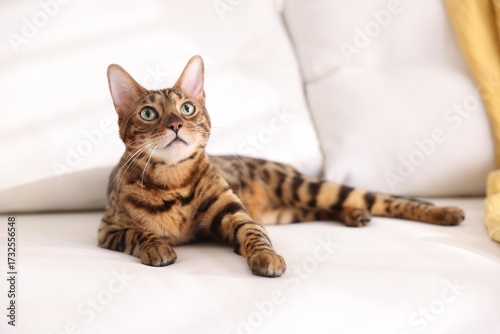 Fotografia Bengal cat lying on sofa indoors, space for text. Beautiful pet