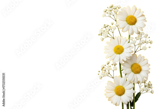 transparent daisies with yellow centers, delicate baby's breath, green stems arranged vertically right, against vibrant canary yellow background with copy space, flat lay, natural beauty and