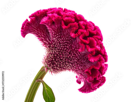Single Pink Celosia Cockscomb Bloom, Angled Side View, Isolated on Transparent Background