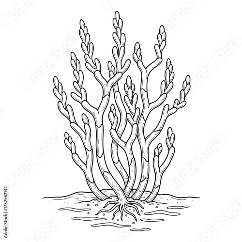 Seaweed in line art style in black and white