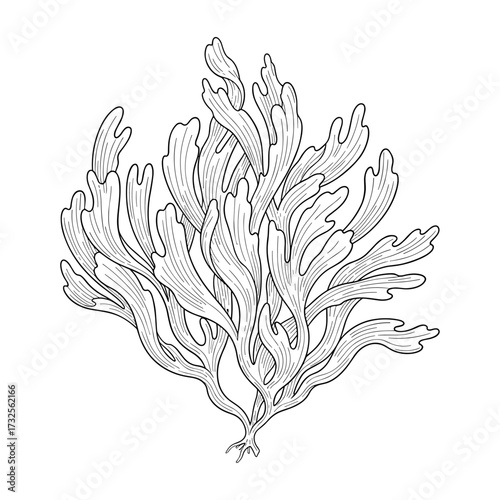 Seaweed in line art style in black and white