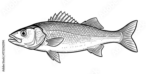 Sea bass fish in line art style in black and white