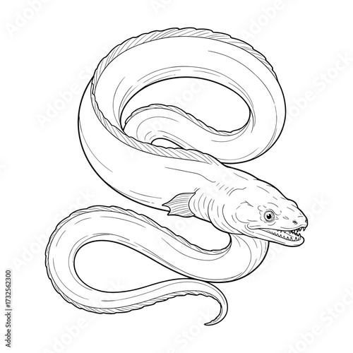 Moray eel line art illustration in black and white