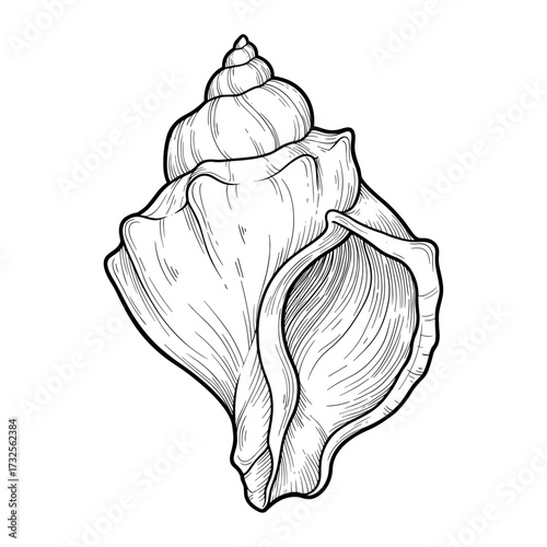 Conch shell, Seashell line drawing in black and white