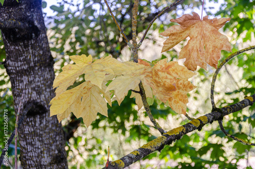 Fresh Maple leaves on a tree - The maple leaves are a symbol of Canada's identity.