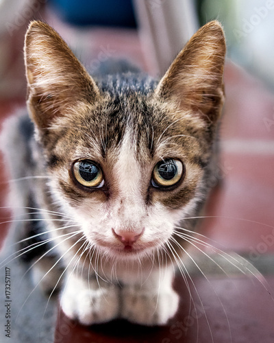 Bilde på lerret cute kitten look