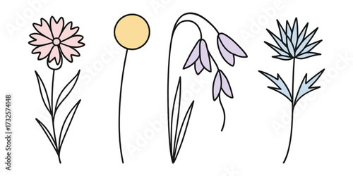 Botanical illustration. Minimalist floral illustrations