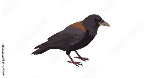 Stylized flat design crow on white background